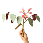 Load image into Gallery viewer, Rex Begonia
