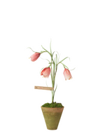 Load image into Gallery viewer, Mini Fritillaria Plant
