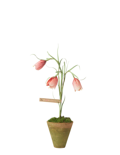 can you plant fritillaria in pots Fritillaria Plant – The Green Vase