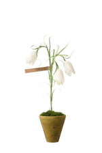 Load image into Gallery viewer, Fritillaria Plant
