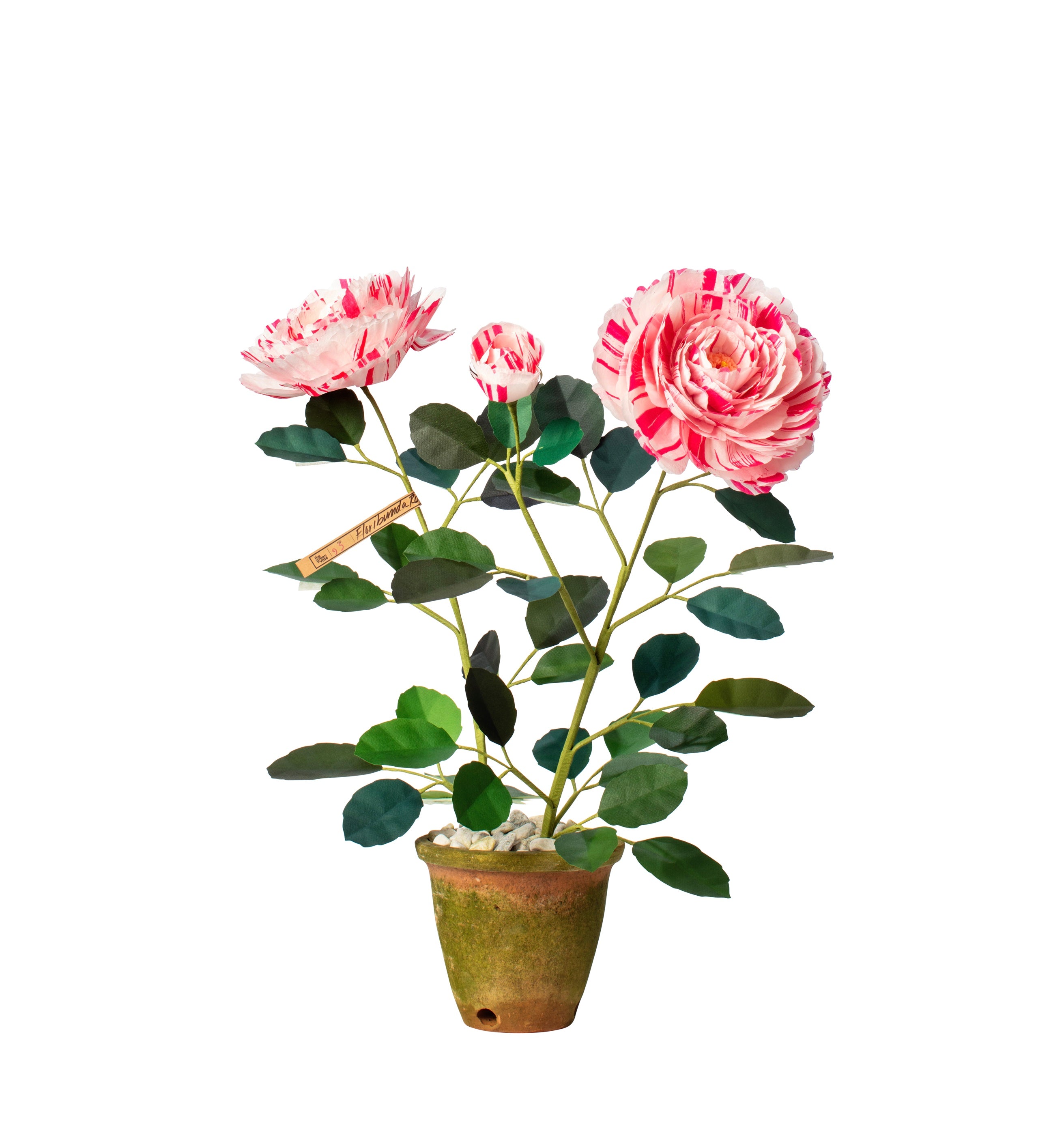 size of pot for rose plant Rose Variegata Di Bologna Plant – The Green Vase