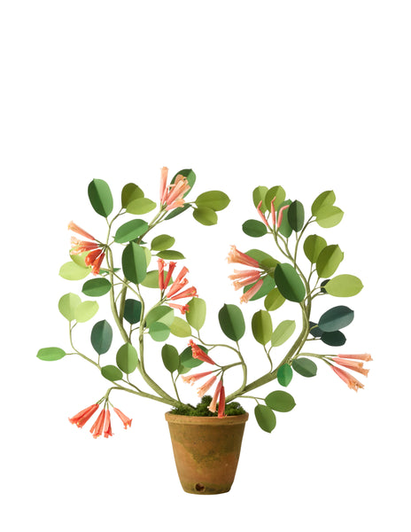 honeysuckle house plant Honeysuckle Plant