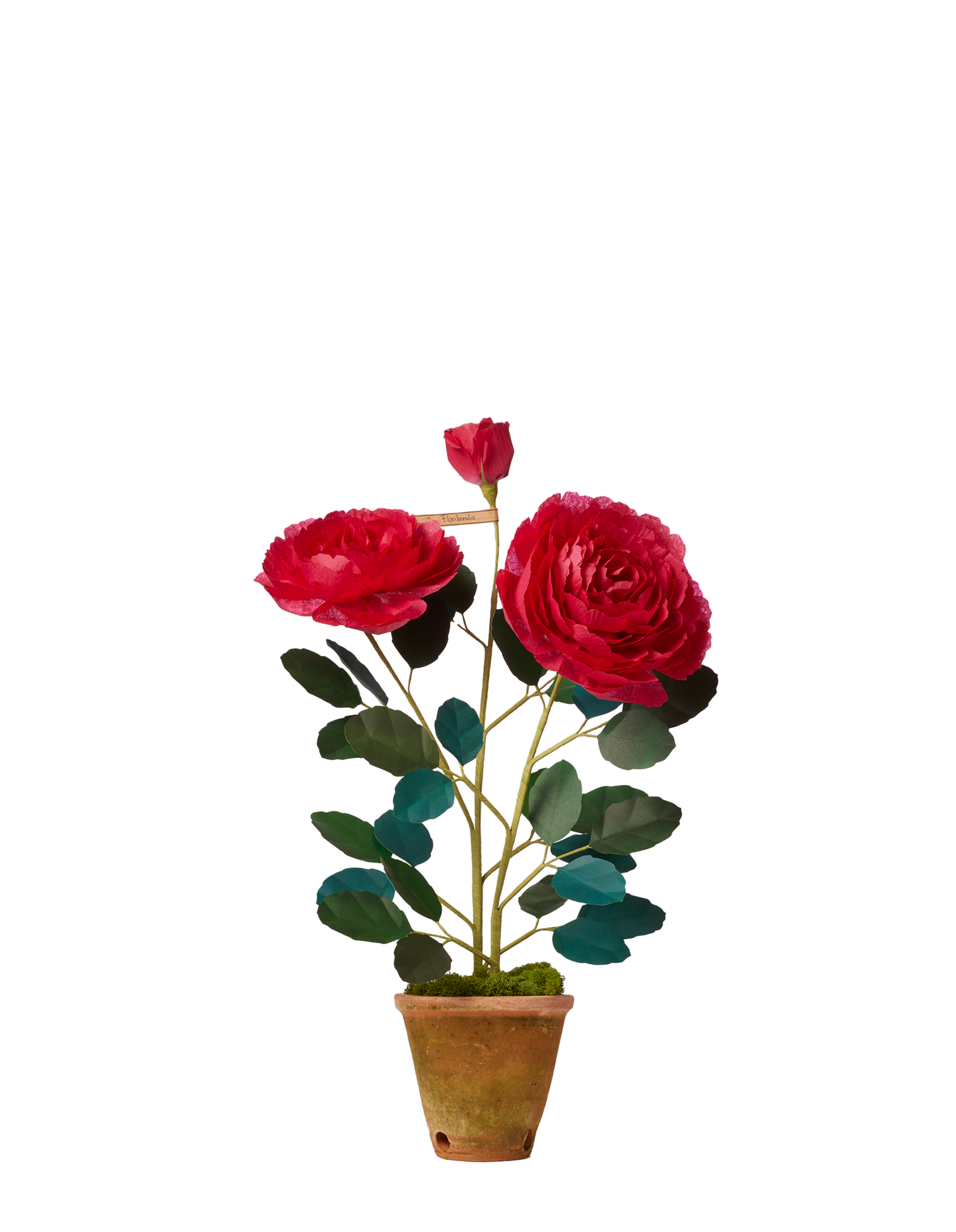 Floribunda Rose Plant - Ready to Ship