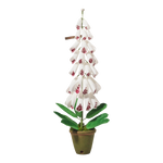 Load image into Gallery viewer, Foxglove Plant
