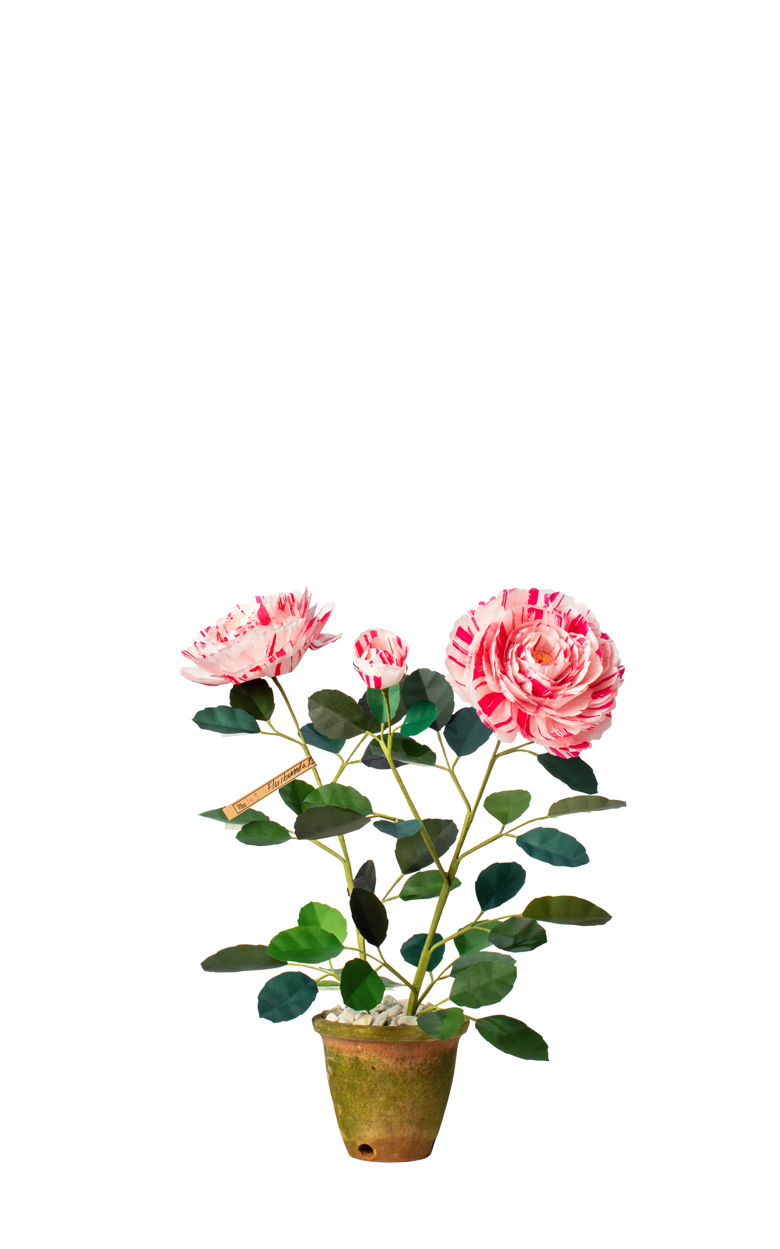 Variegata Di Bologna Rose