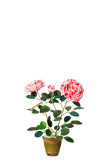 Load image into Gallery viewer, Variegata Di Bologna Rose
