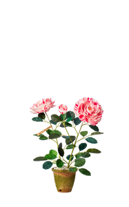 Variegata Di Bologna Rose