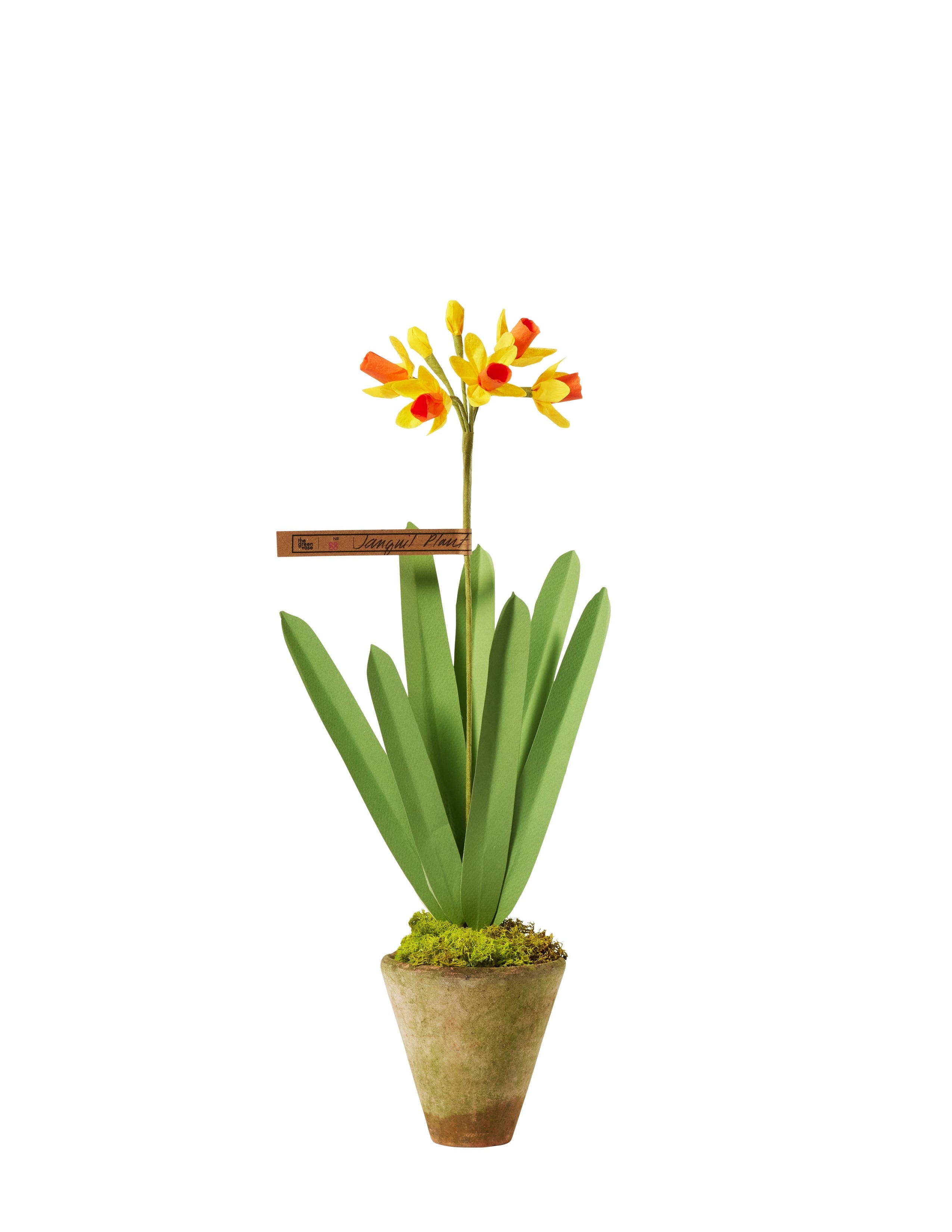 Jonquil Stem