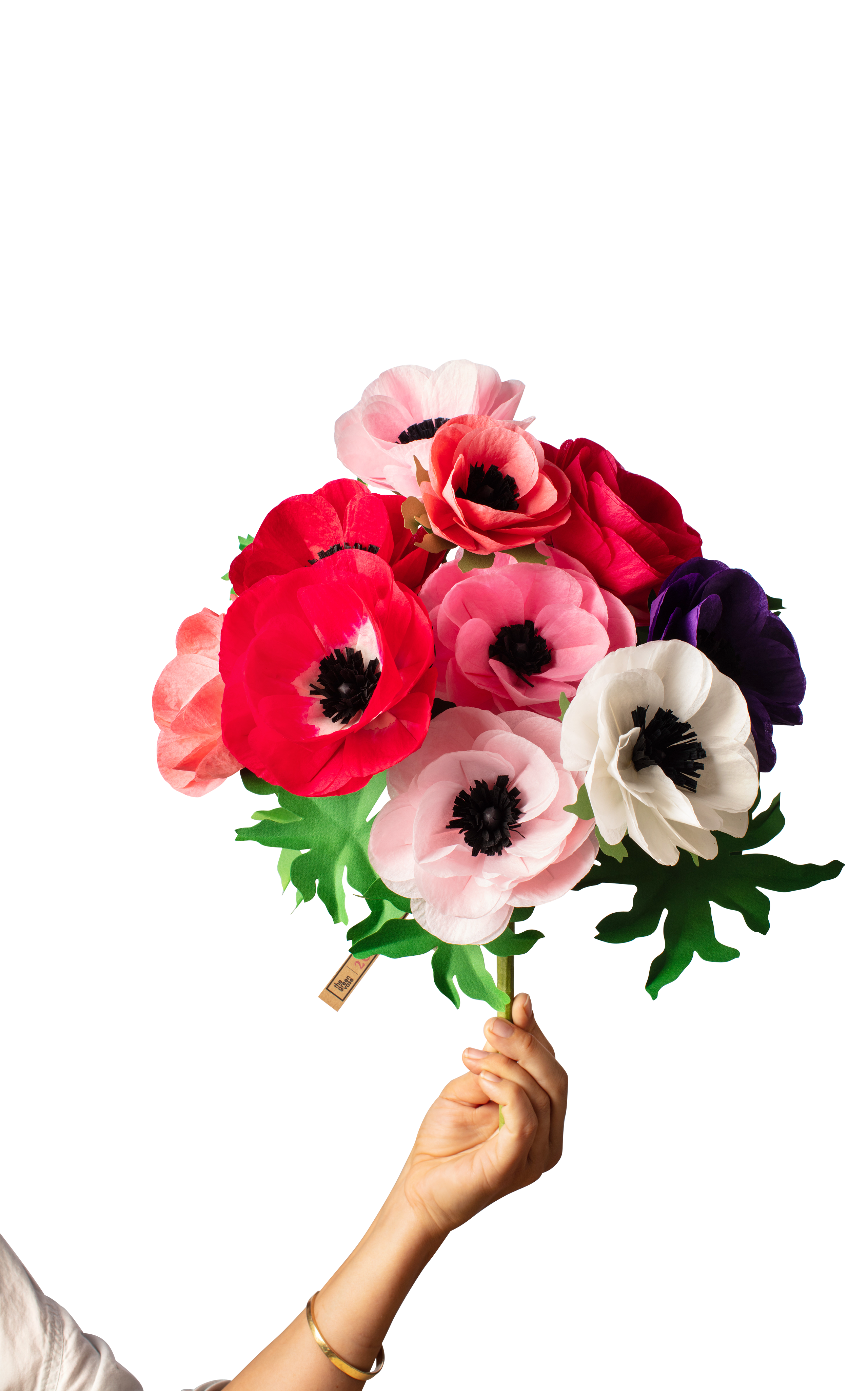 Anemone Stem