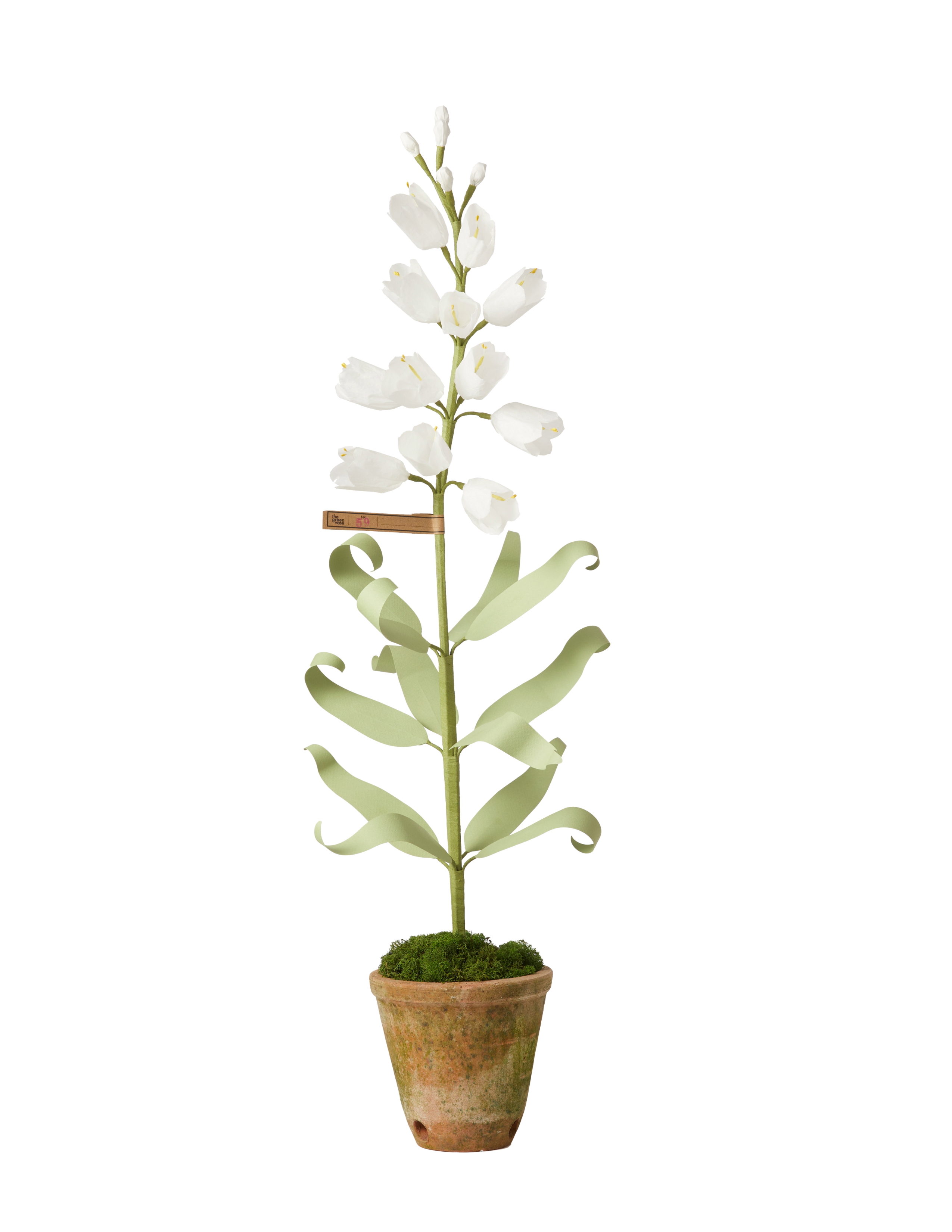 Persian Fritillaria Plant - Ready to Ship