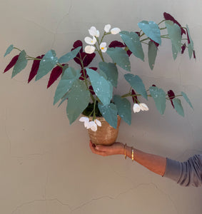 Rex Begonia