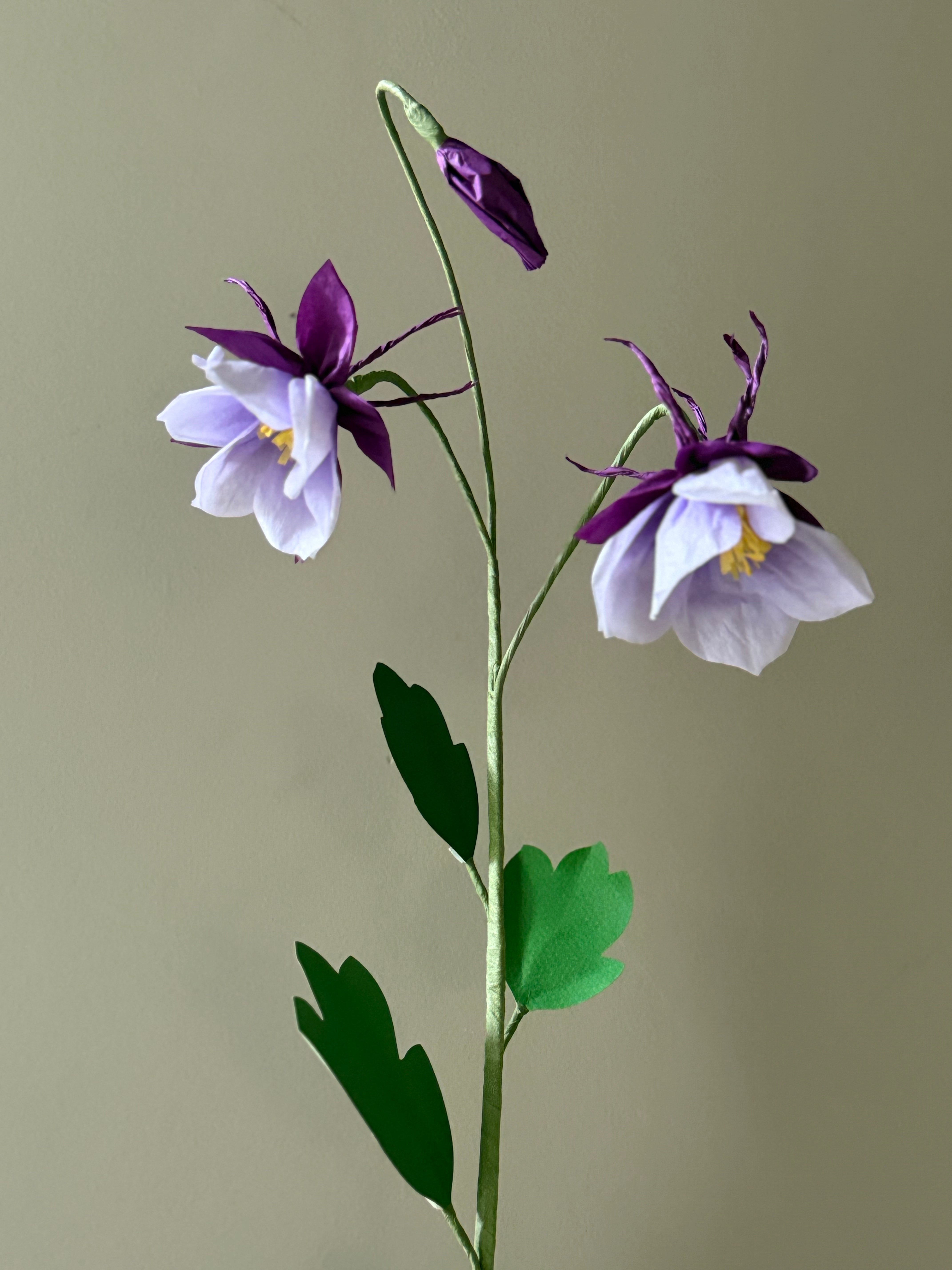 New Columbine Stem