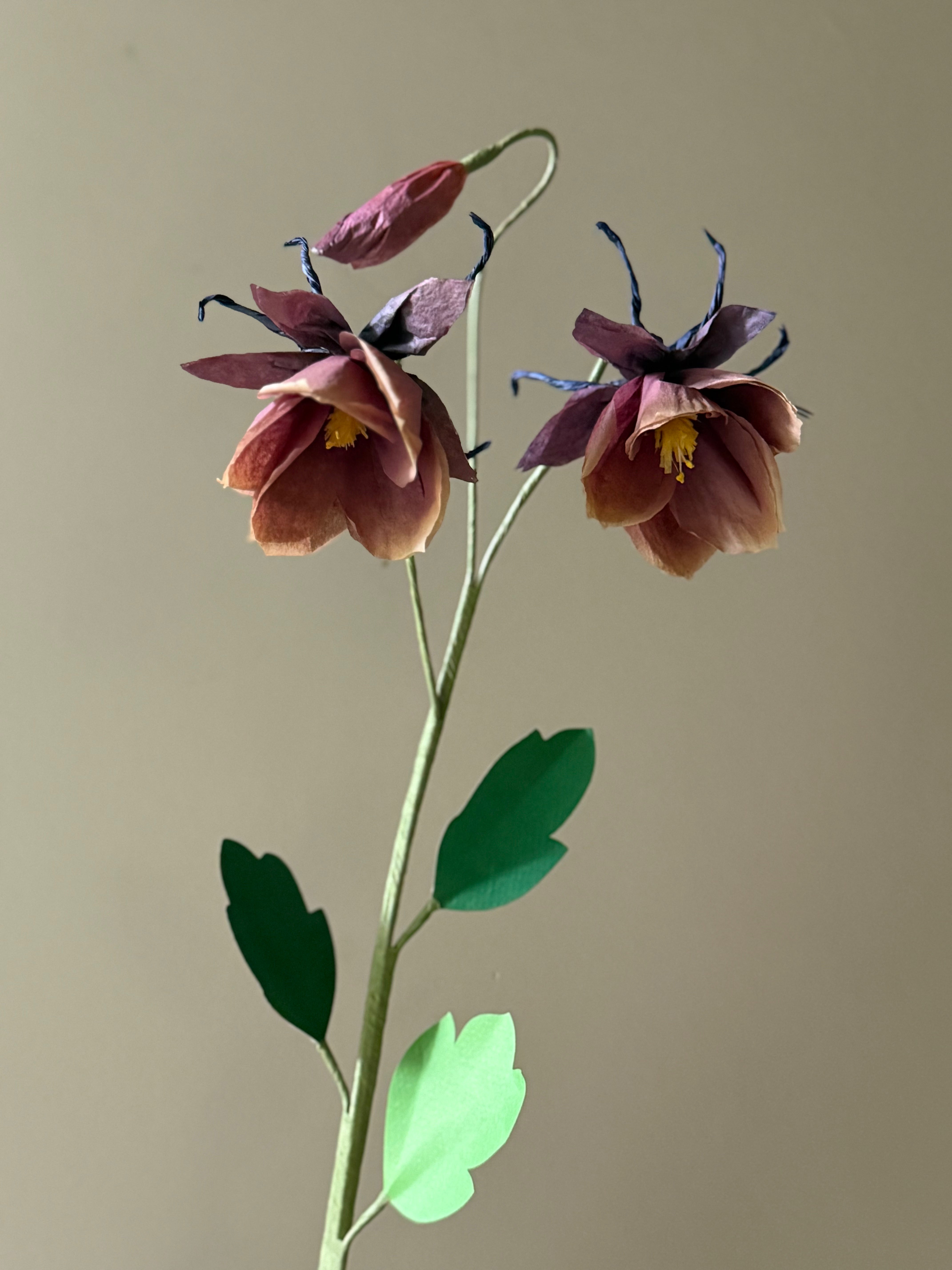 New Columbine Stem