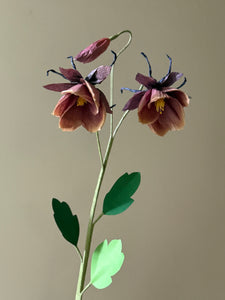 New Columbine Stem