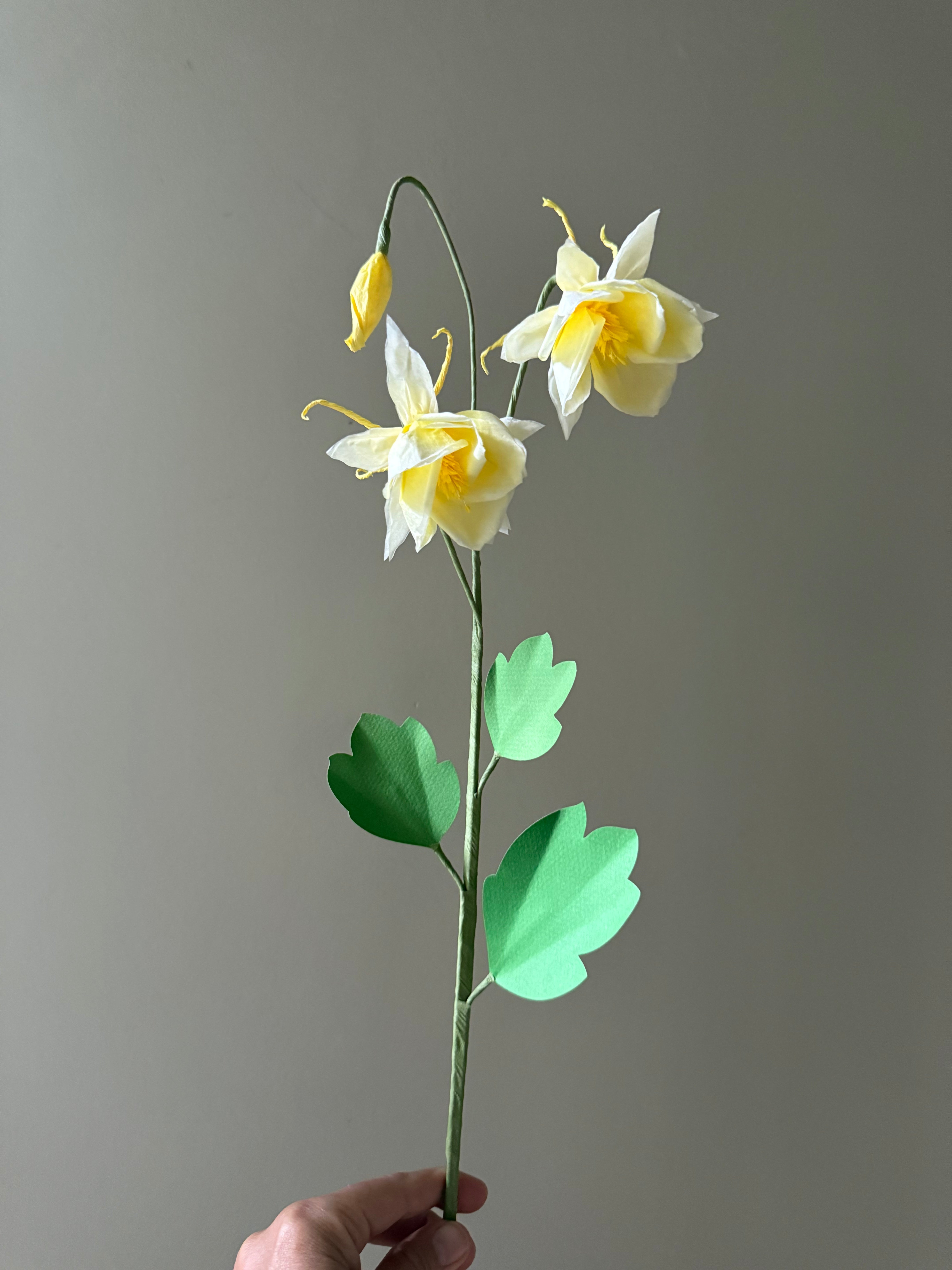 New Columbine Stem