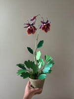 Load image into Gallery viewer, New Columbine Plant

