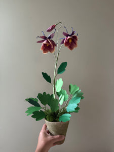 New Columbine Plant