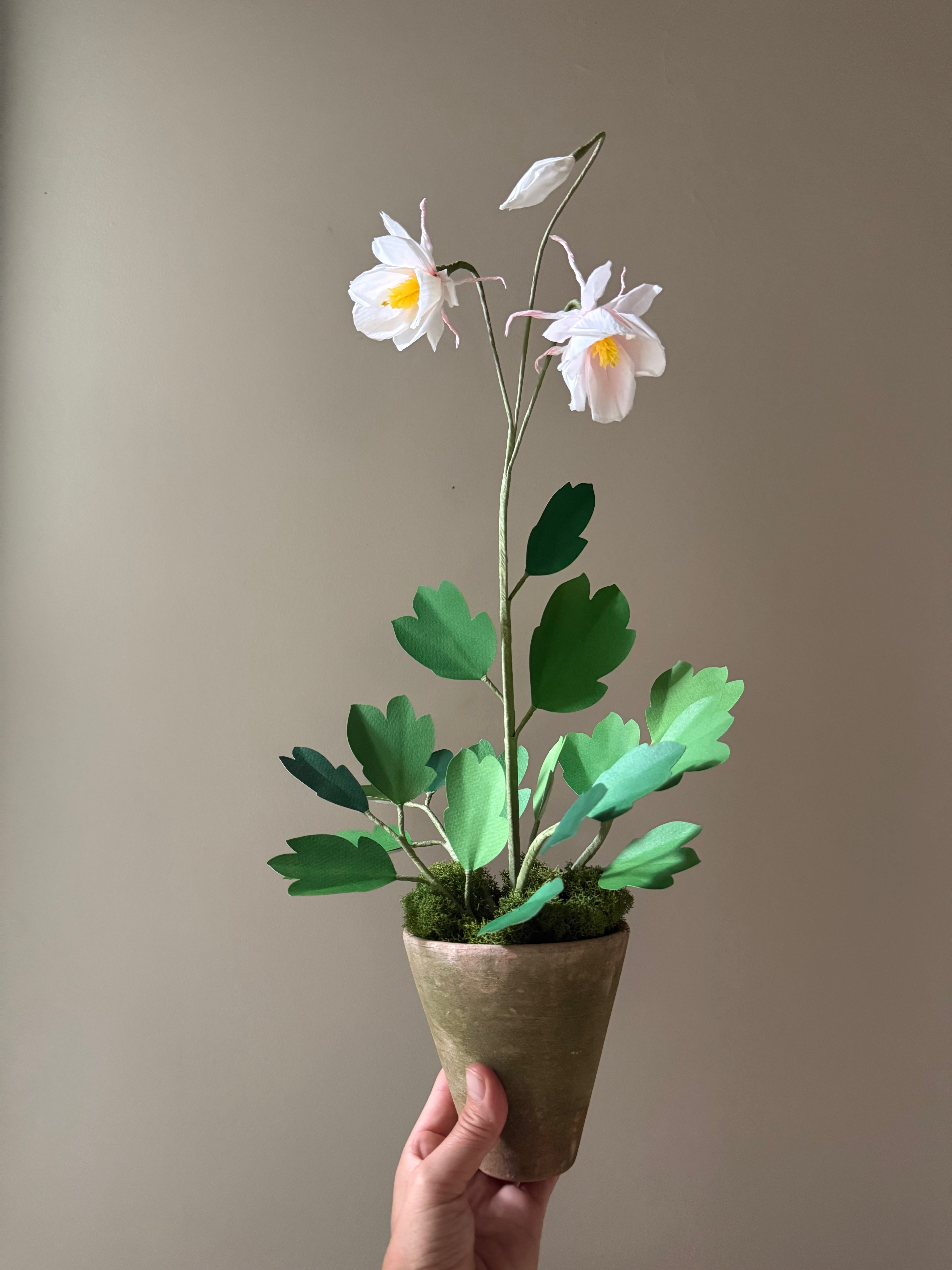 New Columbine Plant