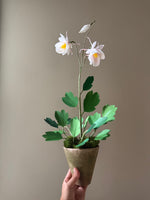 Load image into Gallery viewer, New Columbine Plant
