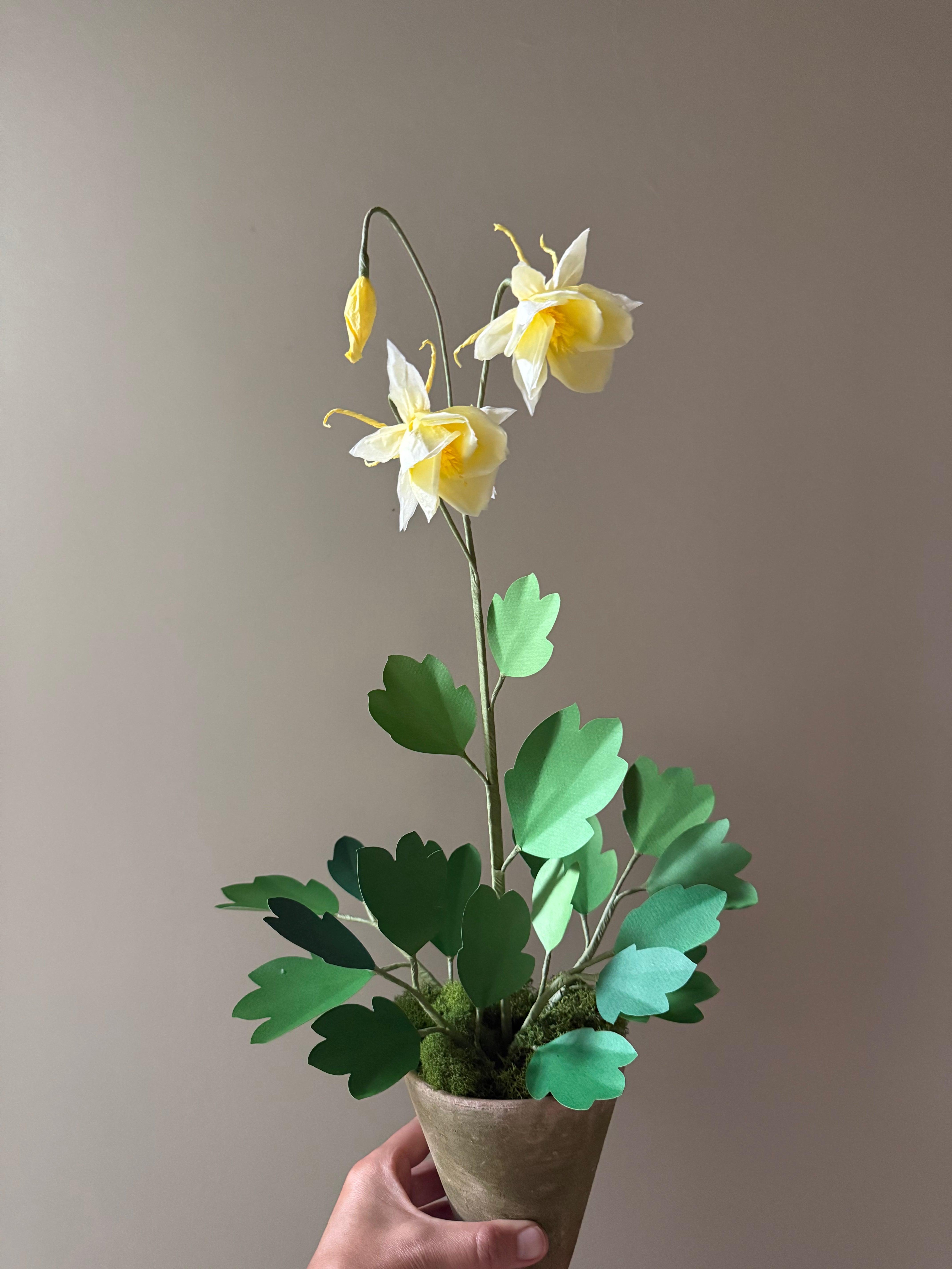 New Columbine Plant