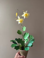 Load image into Gallery viewer, New Columbine Plant
