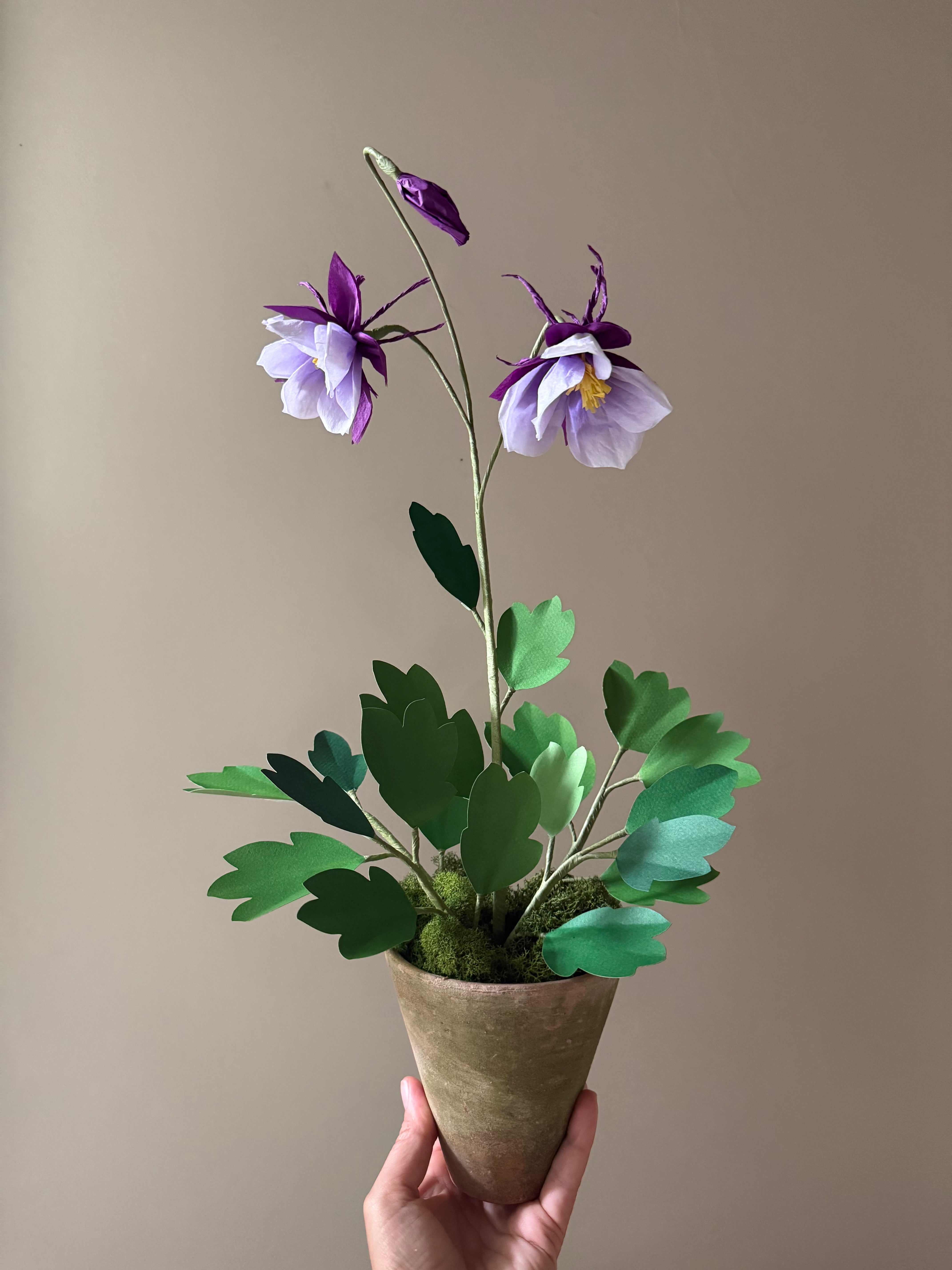 New Columbine Plant