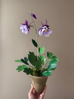 Load image into Gallery viewer, New Columbine Plant
