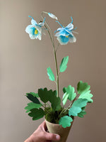 Load image into Gallery viewer, New Columbine Plant
