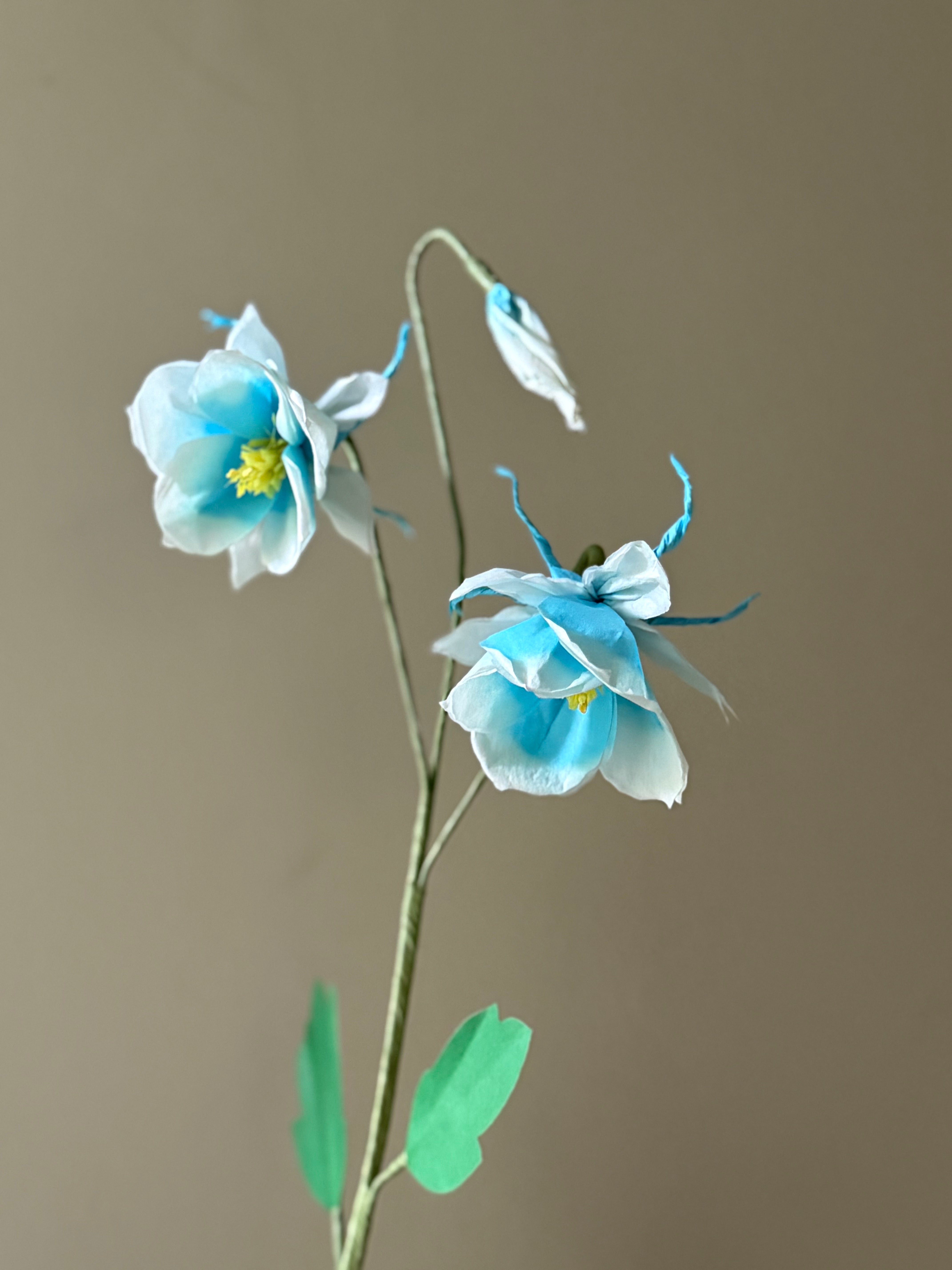 New Columbine Stem