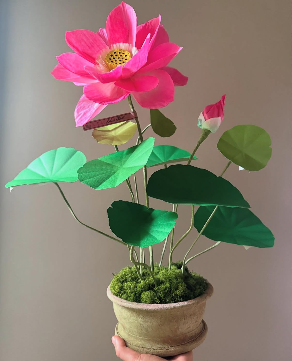 Lotus Plant