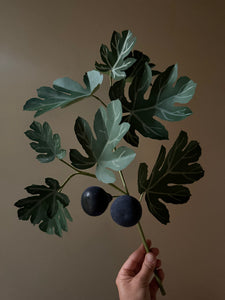 Fig Branch