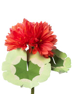 Load image into Gallery viewer, Geranium Plant - Ready to Ship
