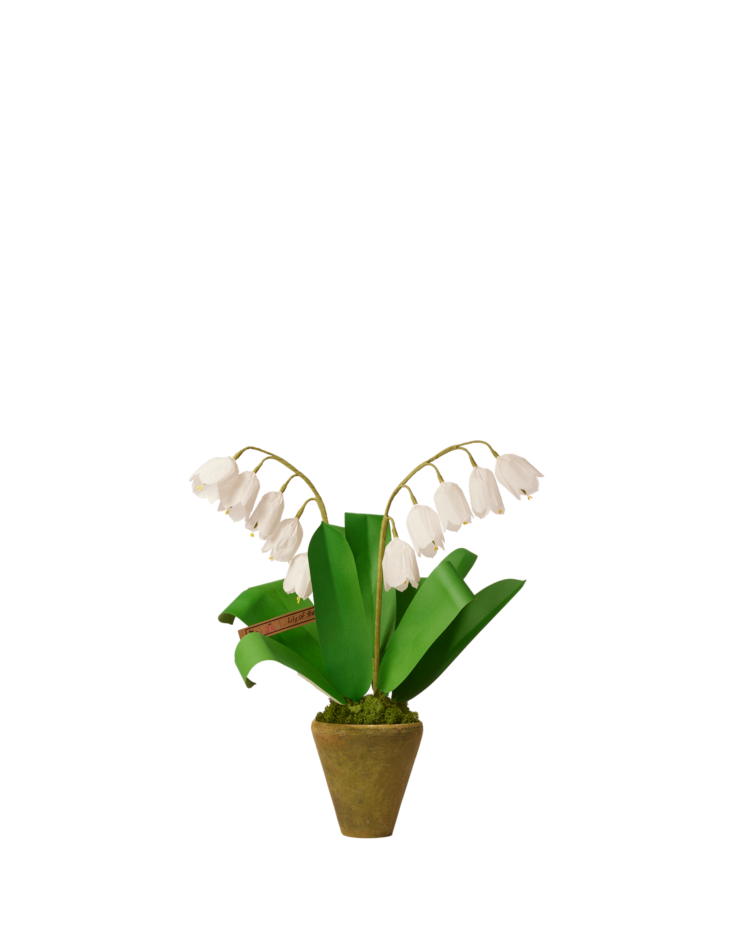 planting lily of the valley in pots Lily of the Valley Plant – The Green Vase