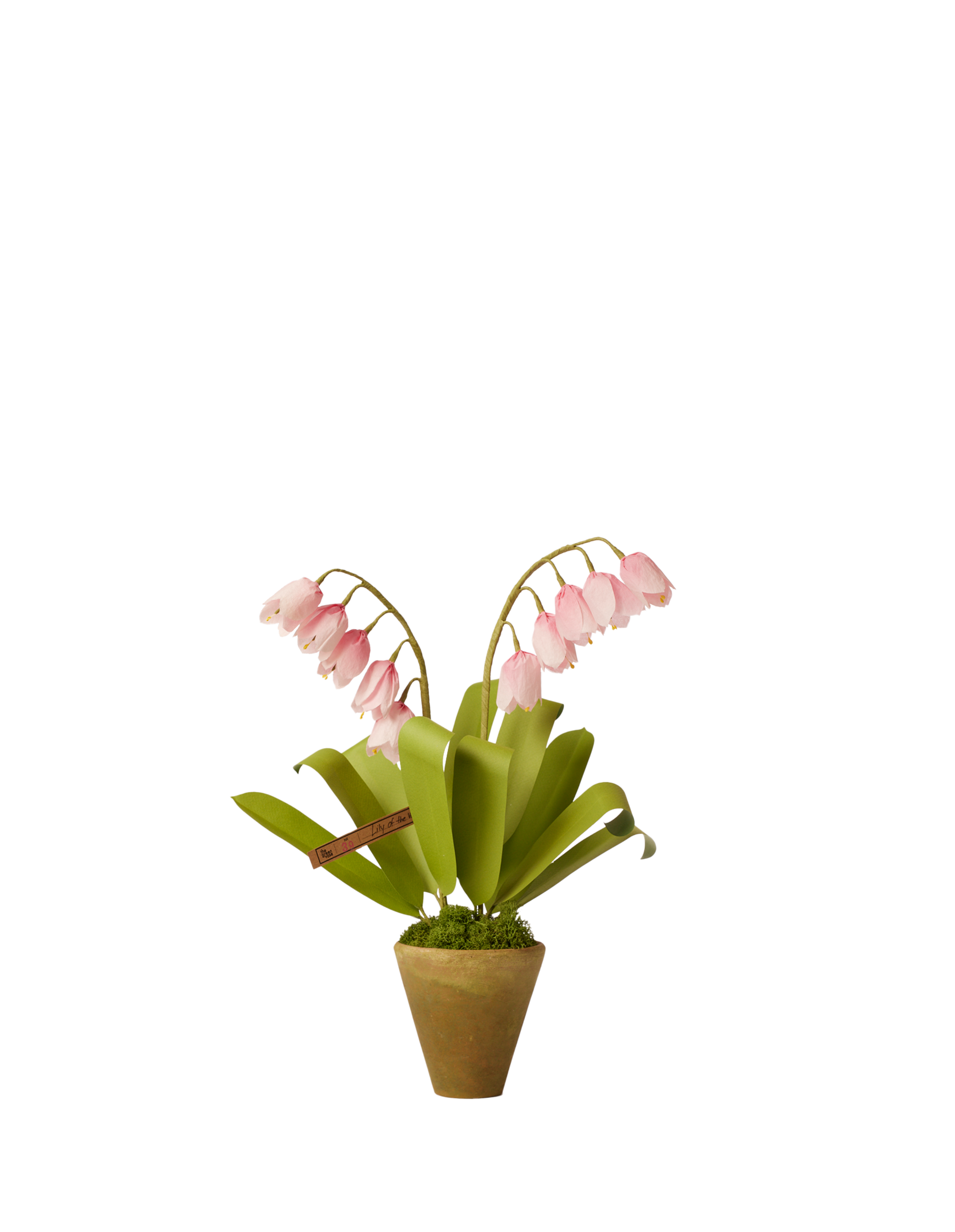 Mini Lily of the Valley Plant