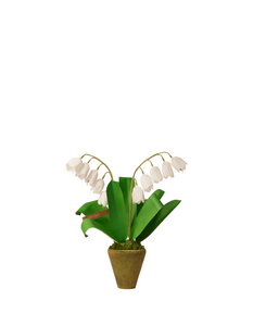 Mini Lily of the Valley Plant