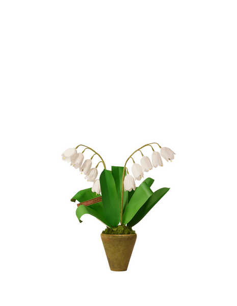 flower lily of the valley Lily of the Valley Plant – The Green Vase