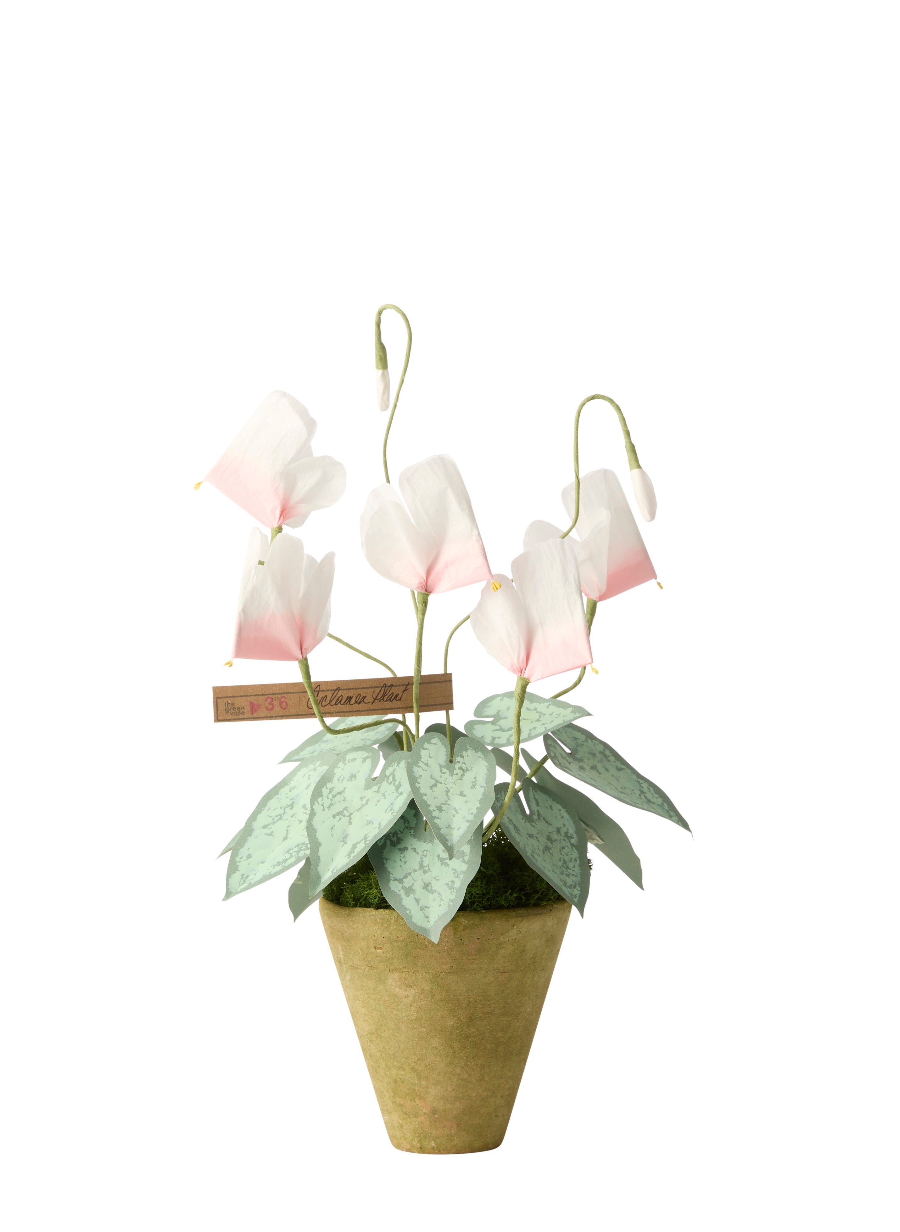 cyclamen potted plant Cyclamen Plant – The Green Vase