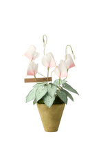 Load image into Gallery viewer, Cyclamen Plant
