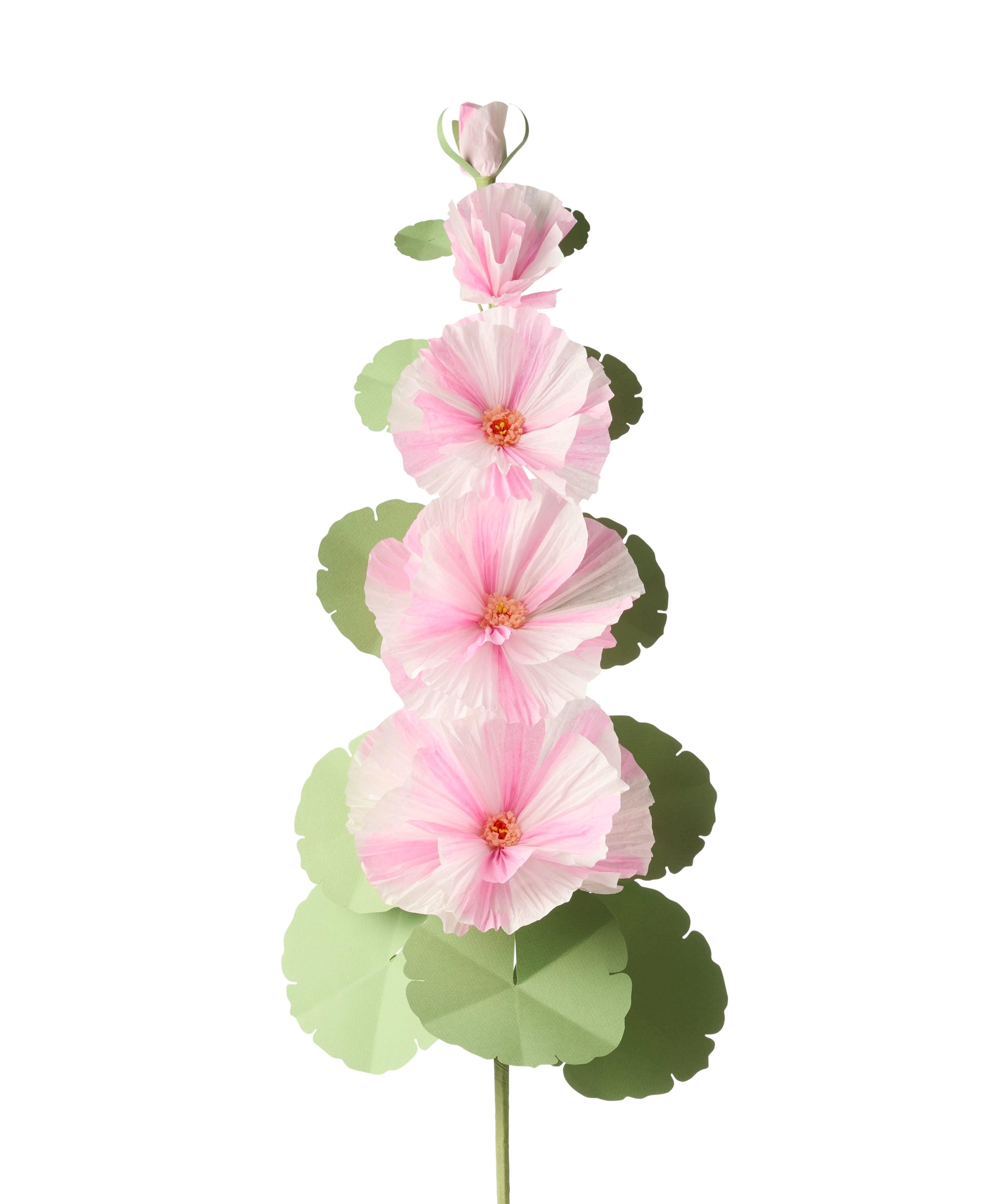 hollyhock plant in pots Hollyhock Plant – The Green Vase