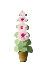 Load image into Gallery viewer, Hollyhock Plant
