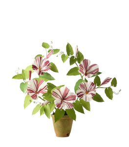 plant morning glory in pots Morning Glory Plant – The Green Vase