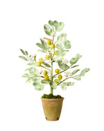 Load image into Gallery viewer, Citrus Tree

