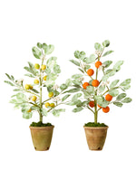 Load image into Gallery viewer, Citrus Tree
