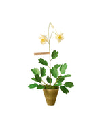 Load image into Gallery viewer, Columbine Plant
