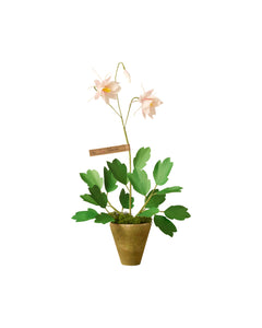 Columbine Plant