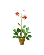 Load image into Gallery viewer, Columbine Plant
