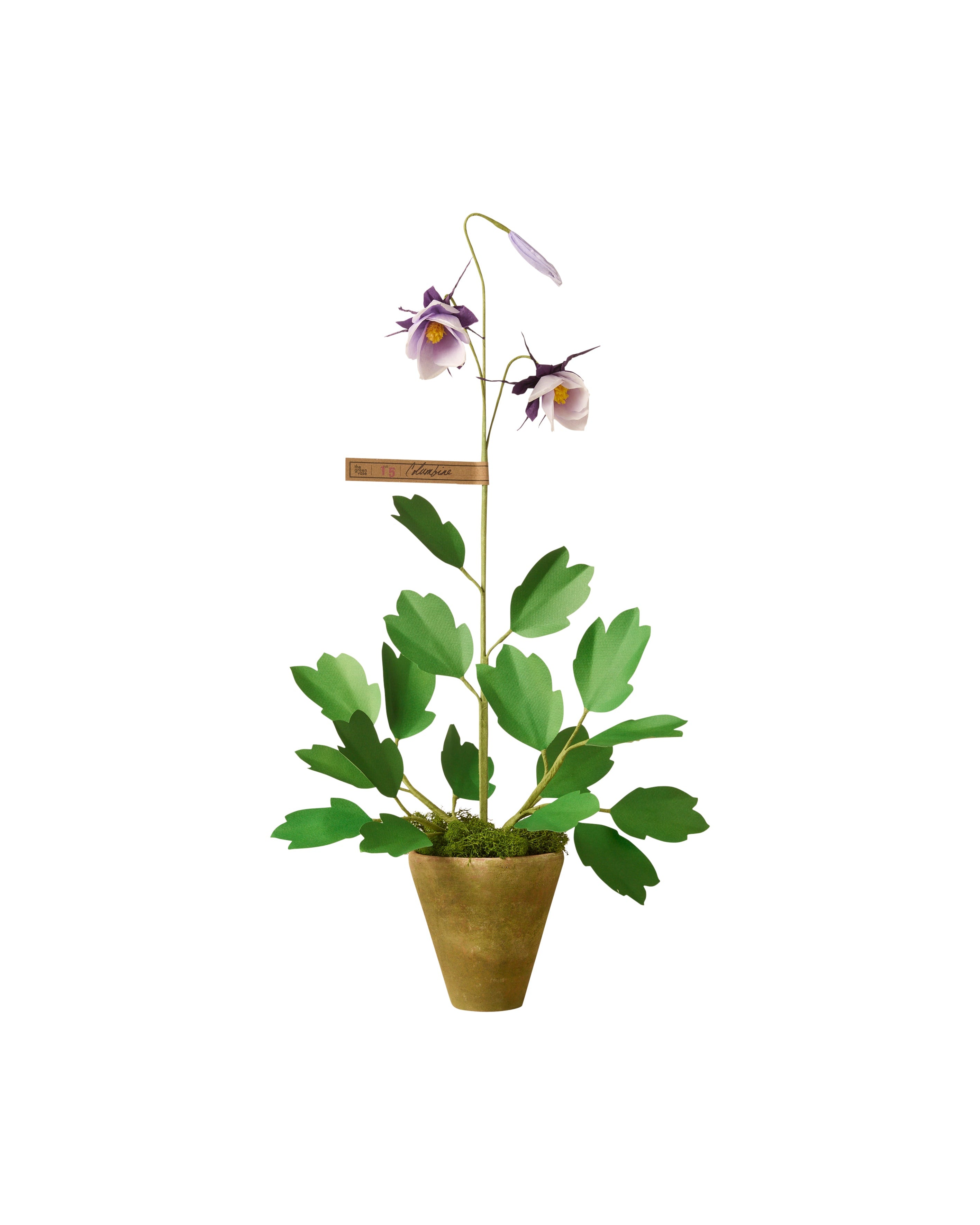 columbine potted plant Columbine Plant – The Green Vase