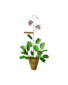Columbine Plant