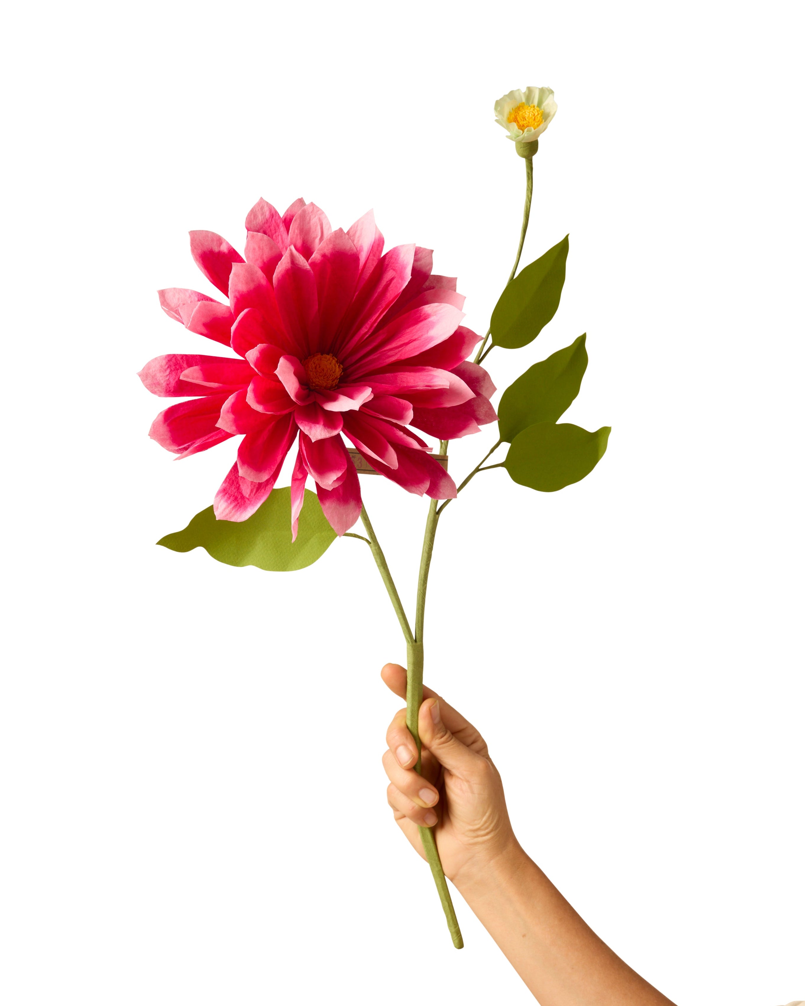 Dahlia Stem