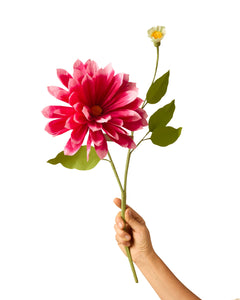 Dahlia Stem